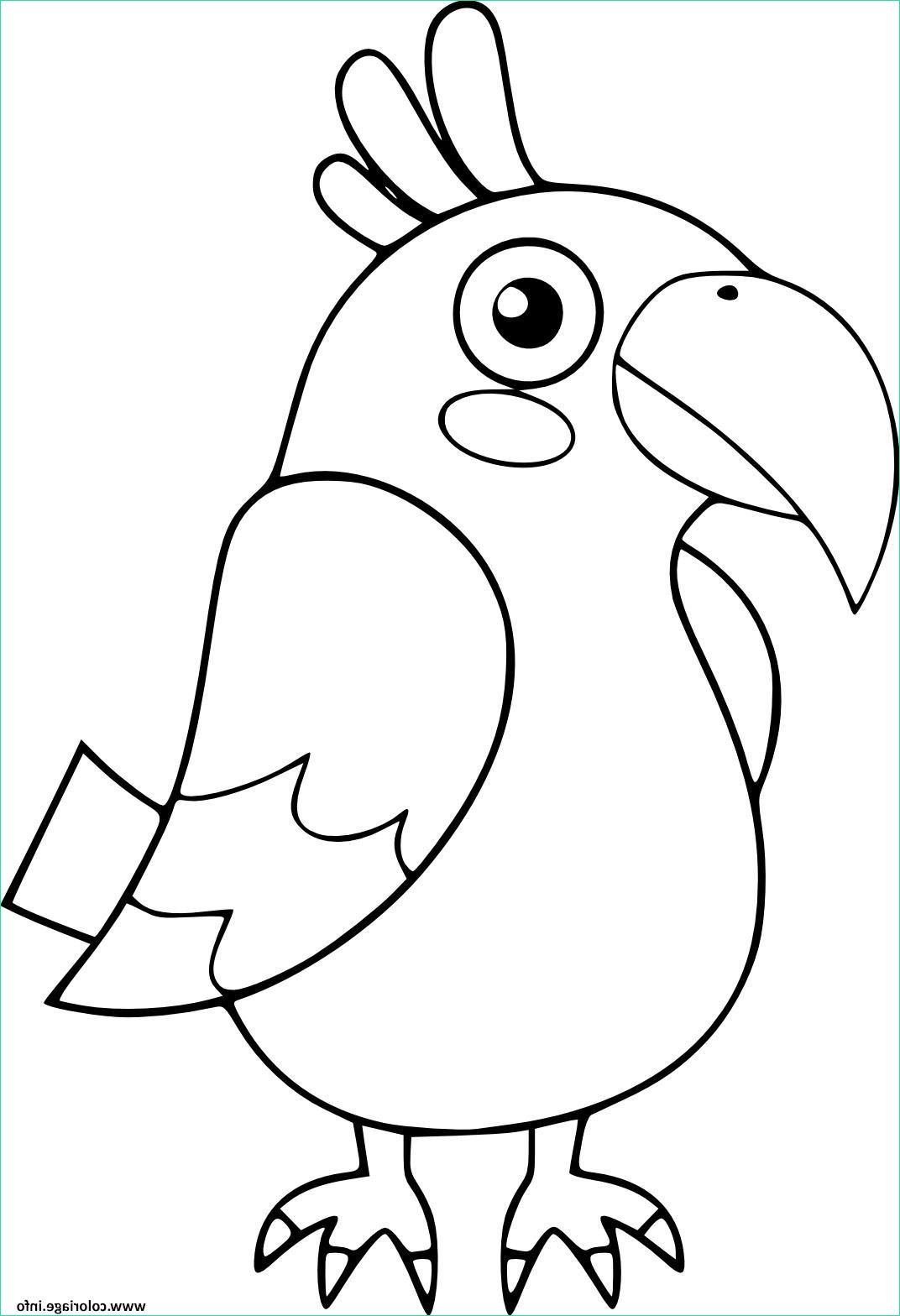 perroquet oiseau maternelle pour enfants coloriage