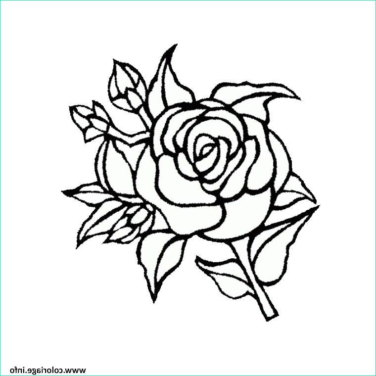 roses 115 coloriage dessin