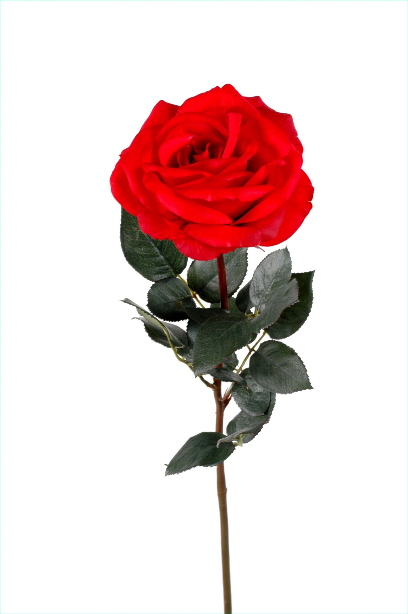 coloriage rose fleur