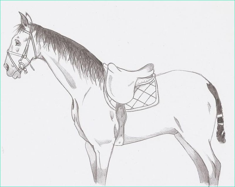 t511 dessins chevaux