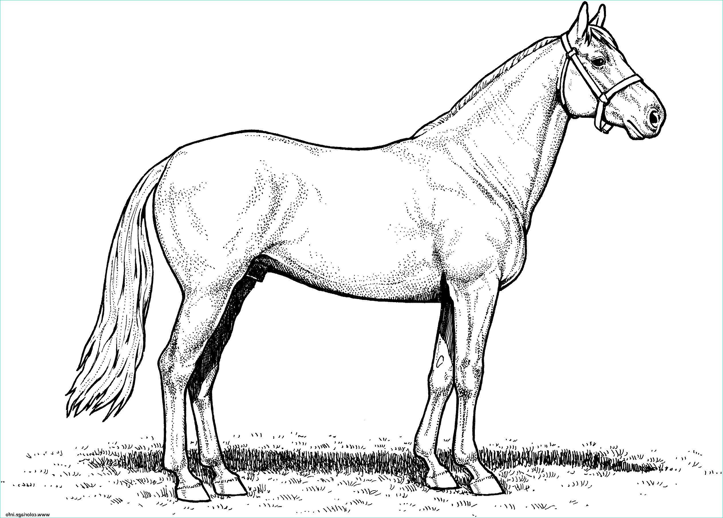 dessin de chevaux deja colorier