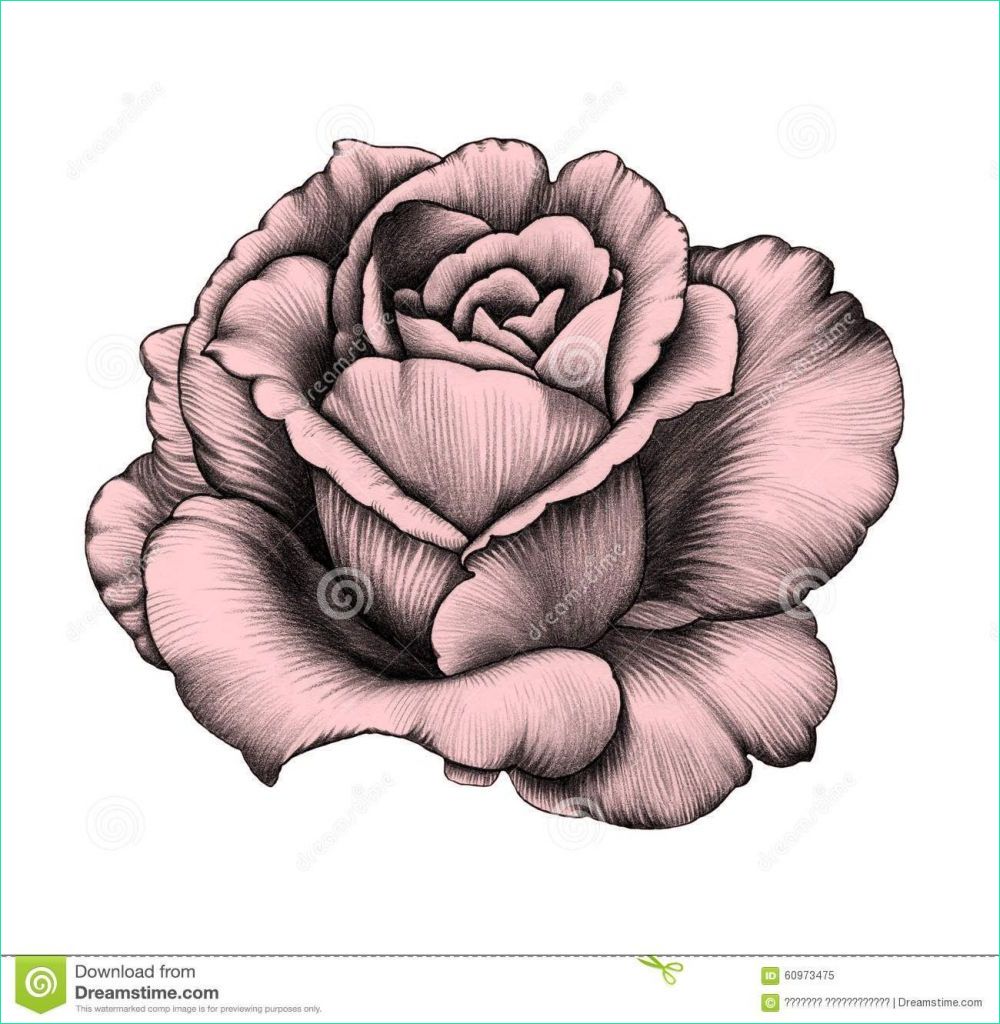 rose noir et blanc dessin nouveau stock dessin au crayon de fleur de rose libre de droits