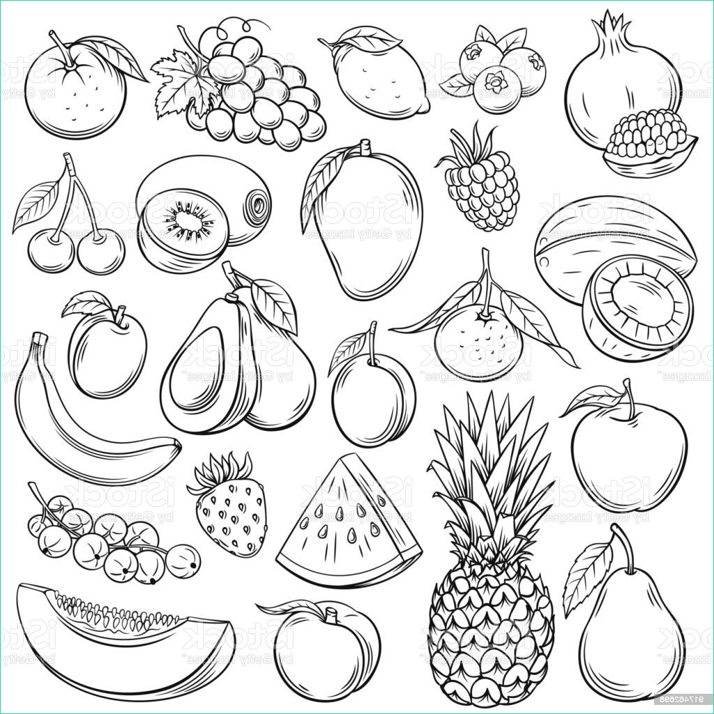 vector sketch fruits gm