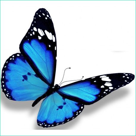 sticker papillon bleu en vol open=1