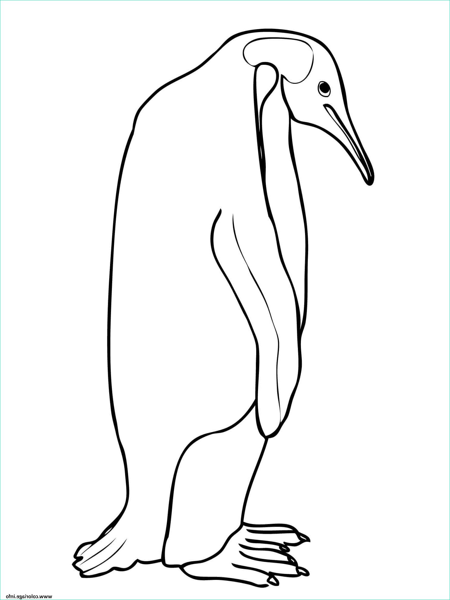 penguin manchot coloriage
