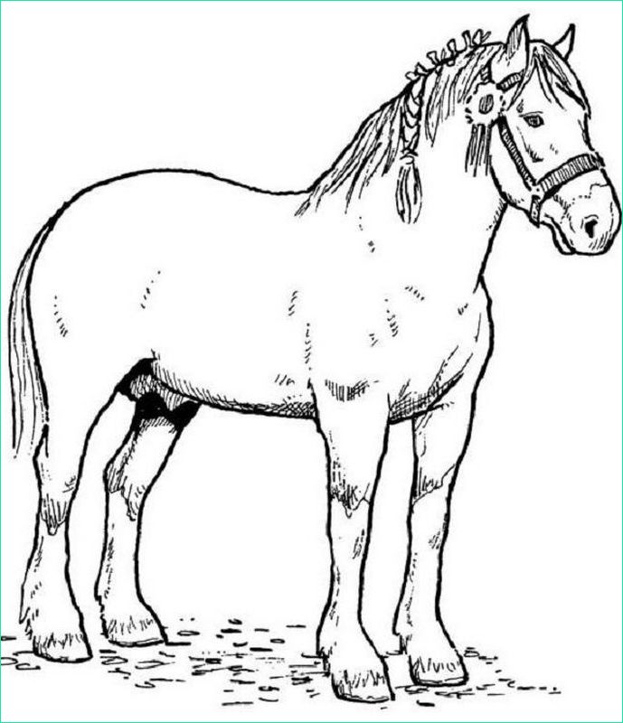 dessin au trait de cheval