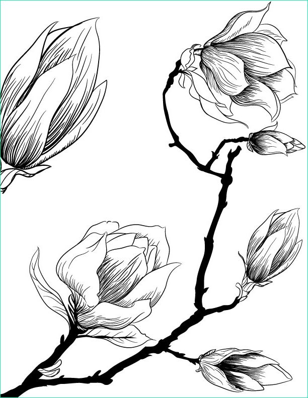 fleurs de magnolia imprimer et dessiner pour adulte