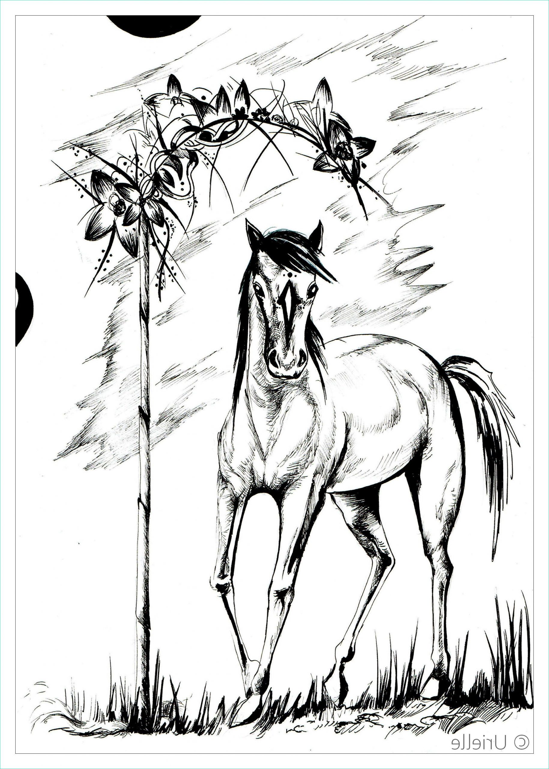 image=chevaux coloriage adulte cheval 1