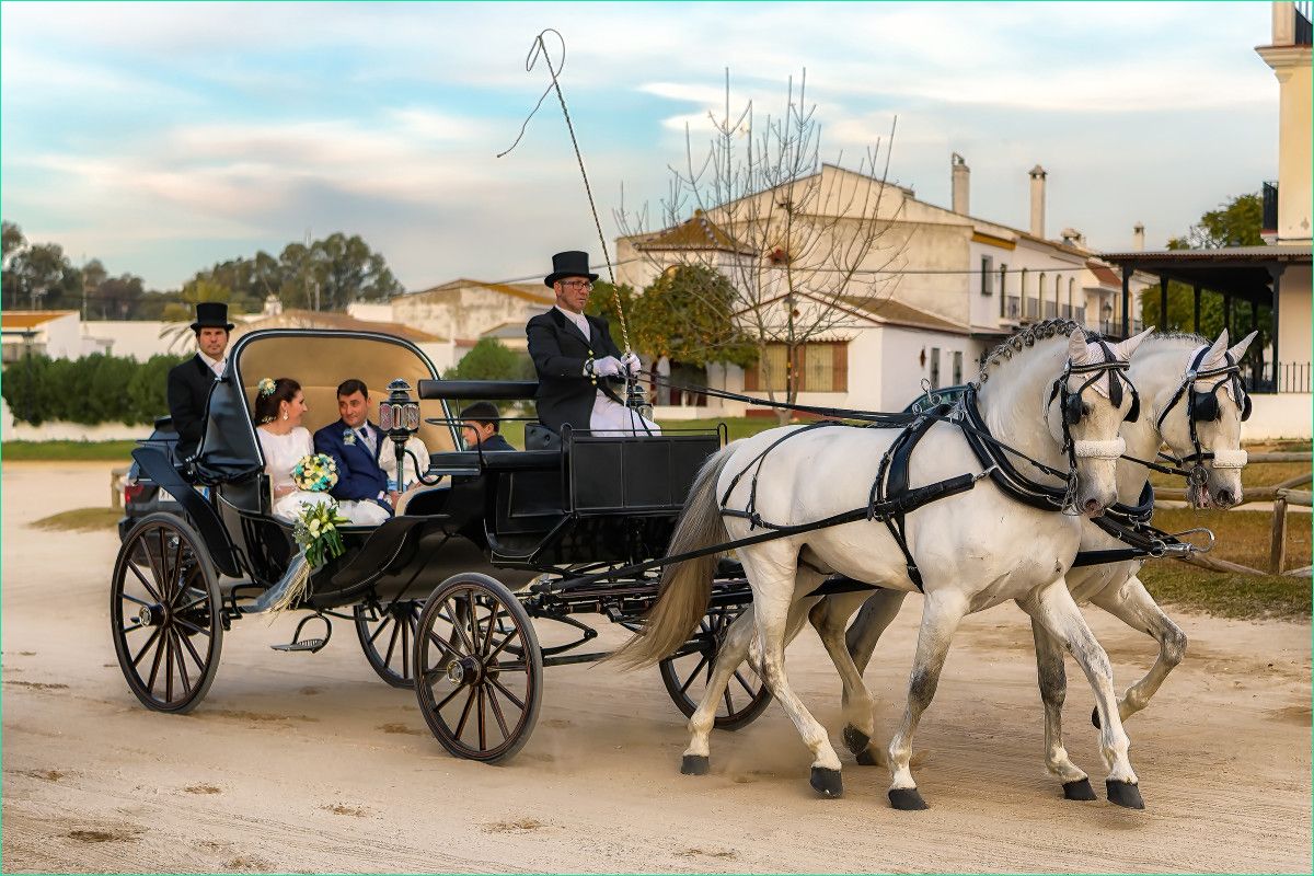 horses in the munity for weddings