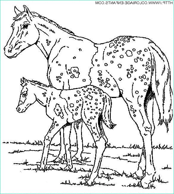dessin de chevaux sauvages