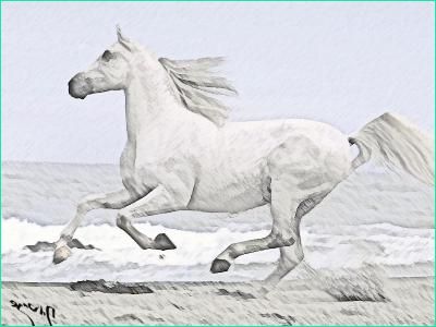 Magnifique dessin d un cheval blanc