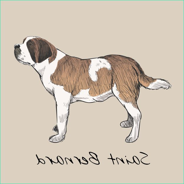style dessin illustration chien