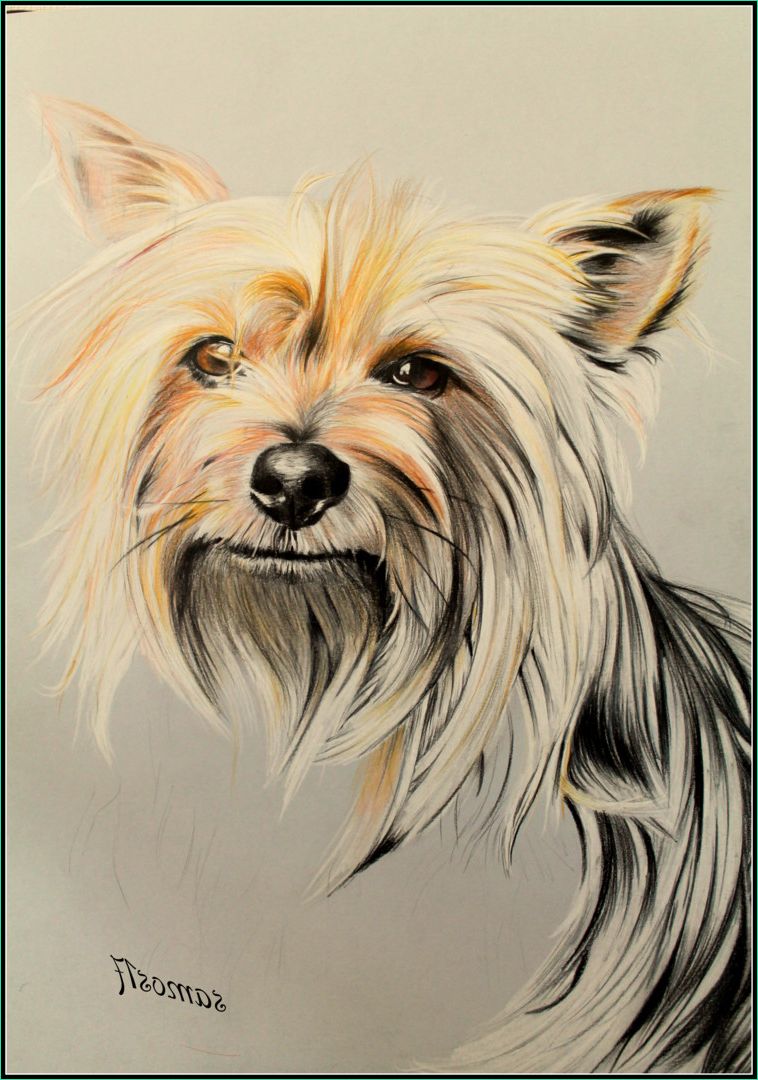 dessin de chien au crayons couleurs en cours