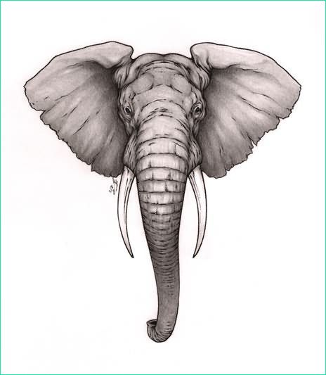 cool dessin tete elephant tatouage