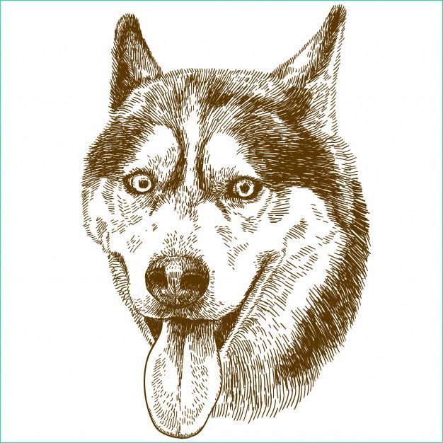 gravure dessin illustration tete chien husky