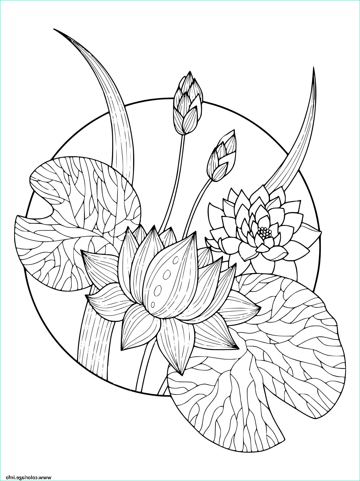 dessin imprimer fleur de lotus