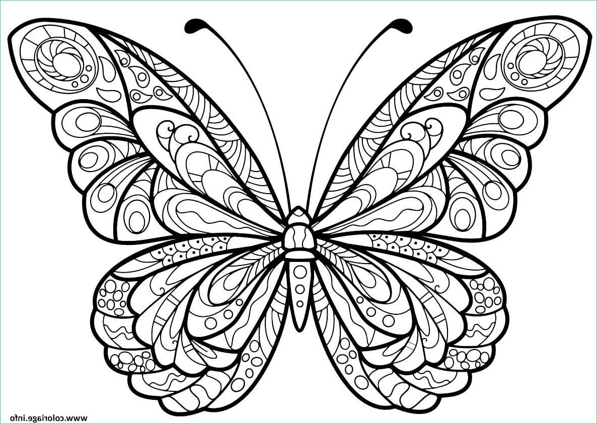 papillon jolis motifs 5 coloriage dessin
