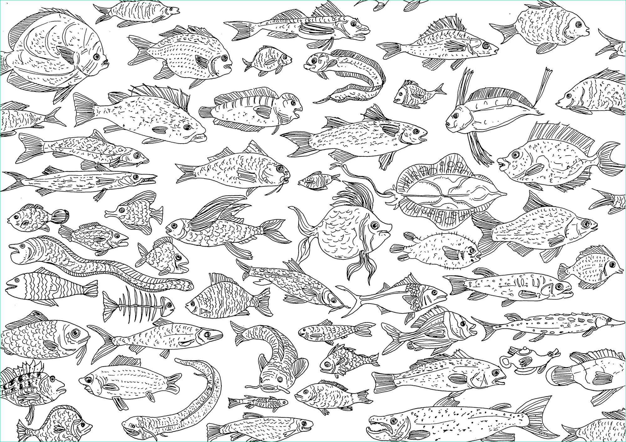 image=poissons coloriage nombreux poissons 1
