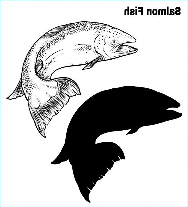 dessin vectoriel poisson saumon main