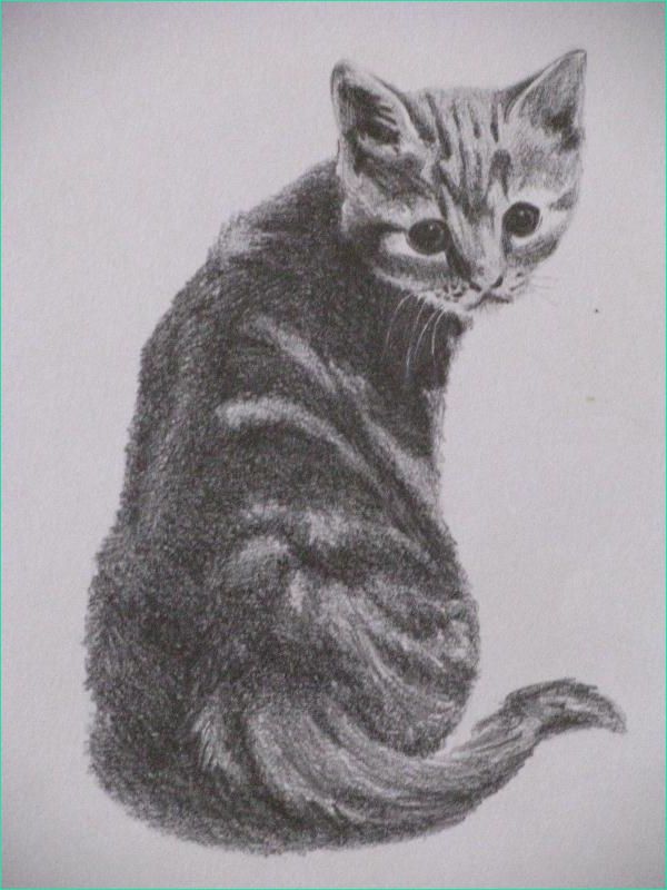 dessin de chaton