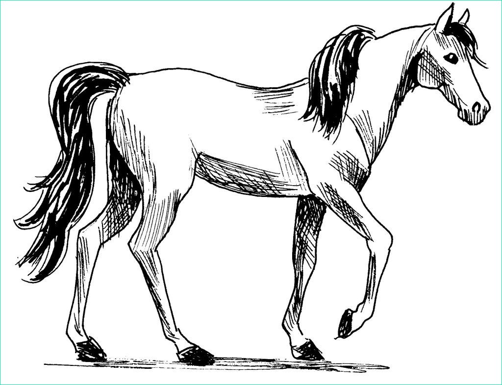dessin cheval a imprimer 7241