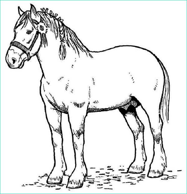 horse race champion in horses coloring page