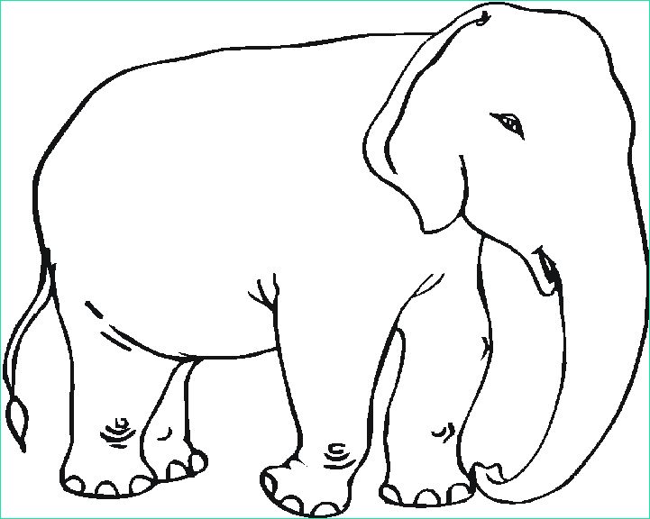 dessin elephant imprimer