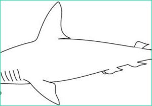 coloriage de requin marteau coloriages coloriage d un requin marteau fr hellokids