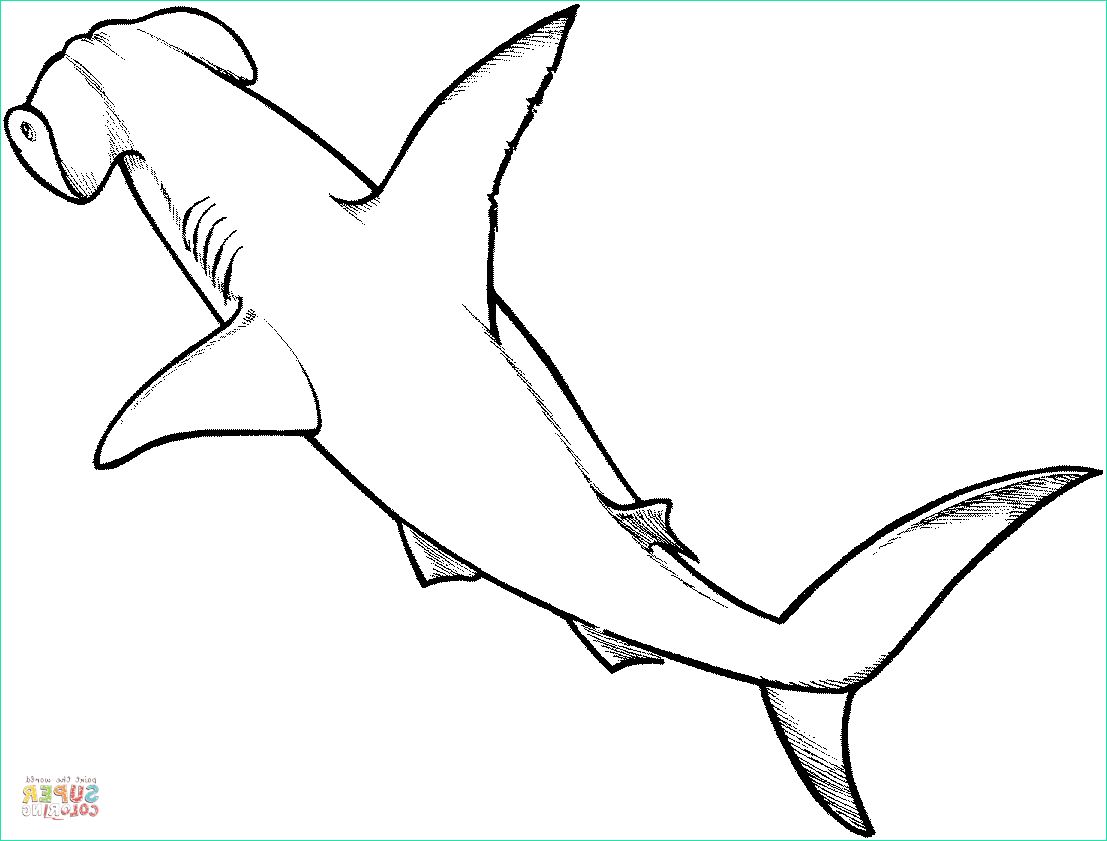 requin marteau 0
