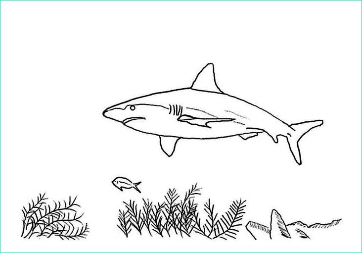 dessin de requin marteau a imprimer