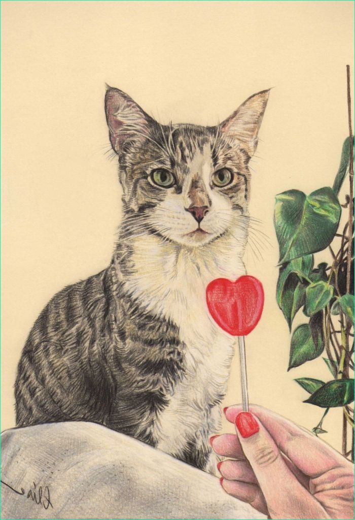 portrait dessin d apres photo d un chat avec une sucette en couleur