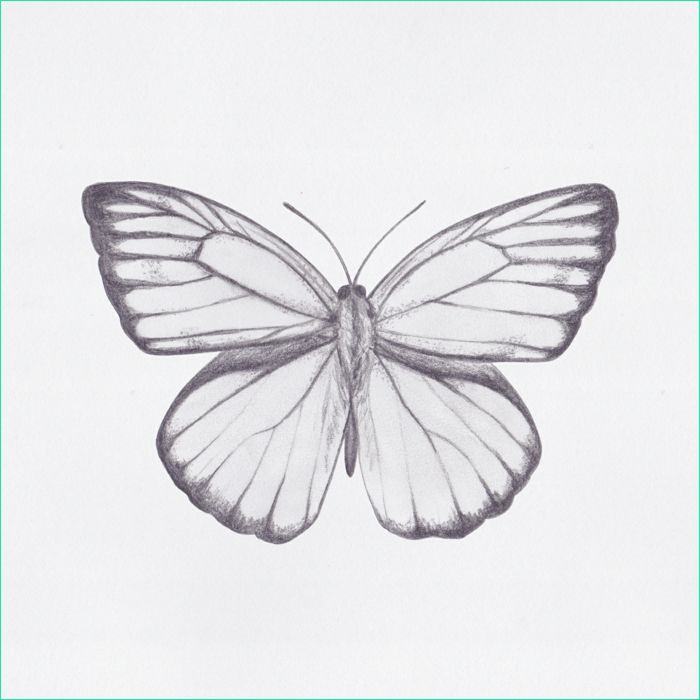 le dessin de papillon milles images et idees