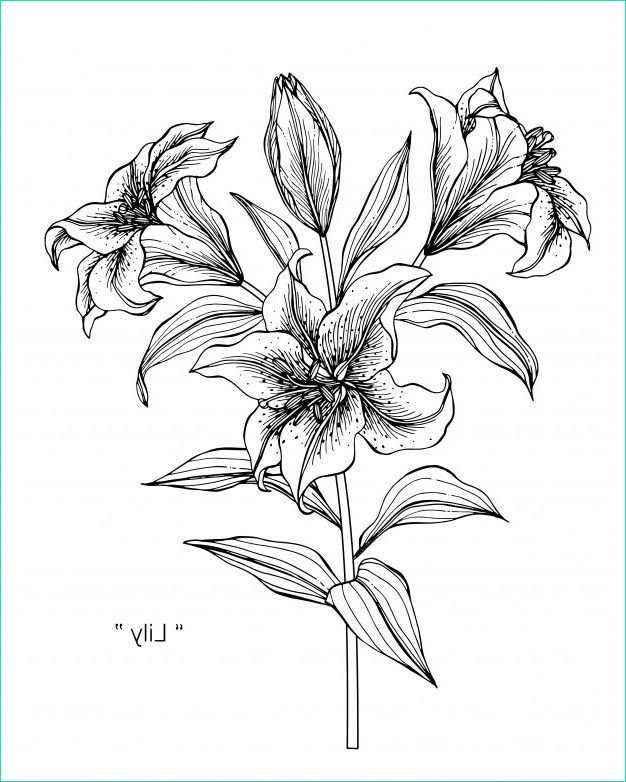 fleur lys dessin illustration