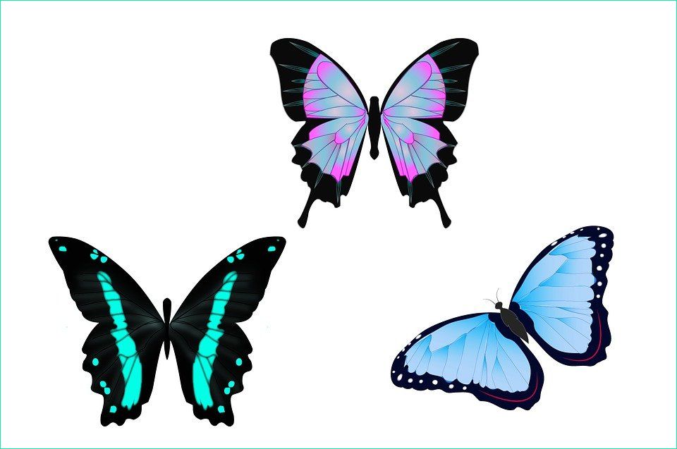 papillons illustration dessin