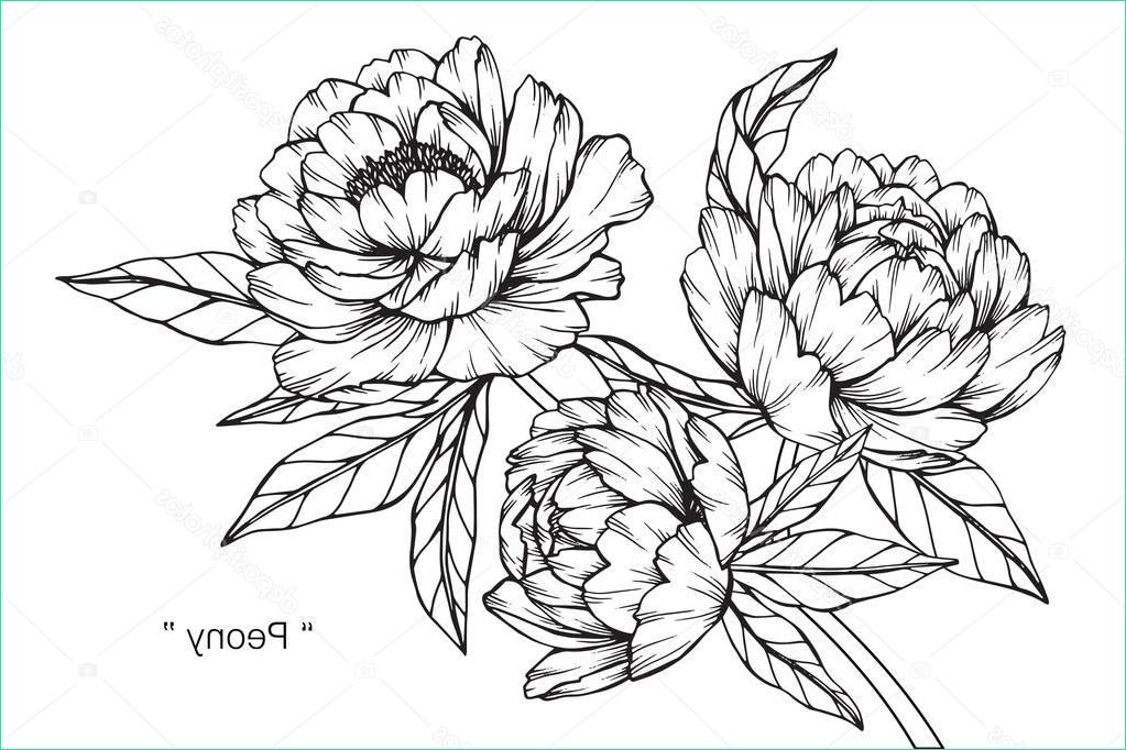 stock illustration peony flower drawing sketch black