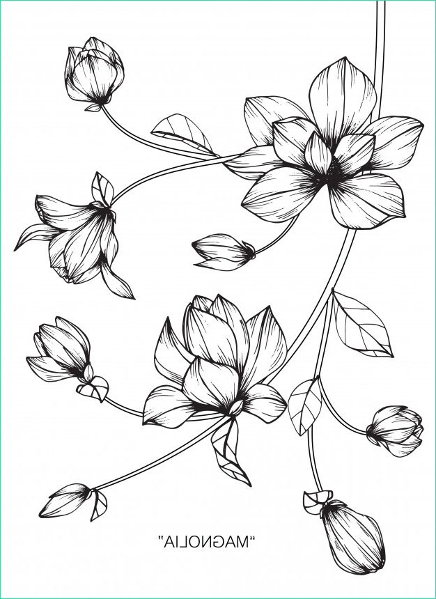 magnolia fleur dessin illustration