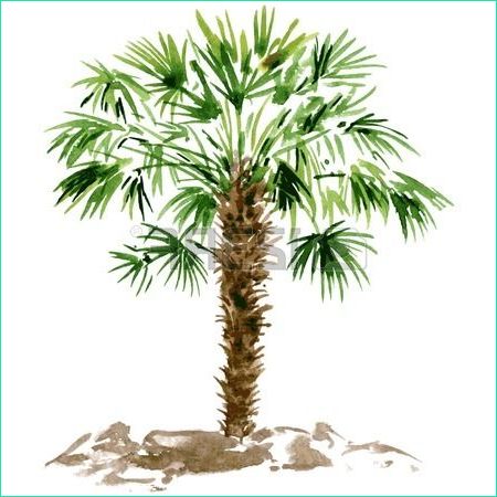 palmier dessin