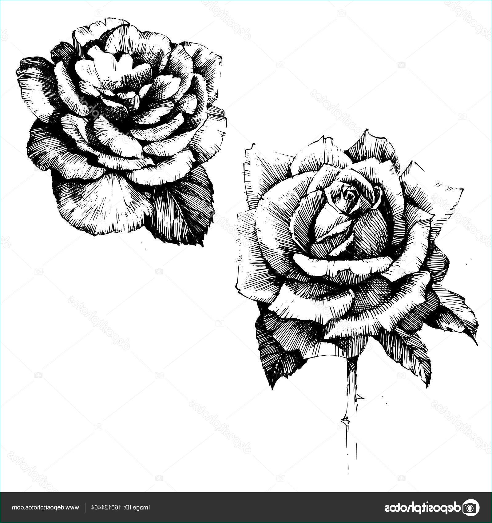 stock illustration rose ink drawing flowers