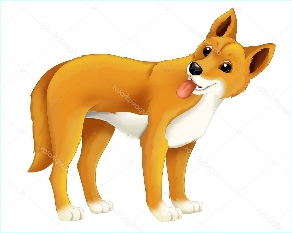 stock photo cartoon animal dingo dog illustration