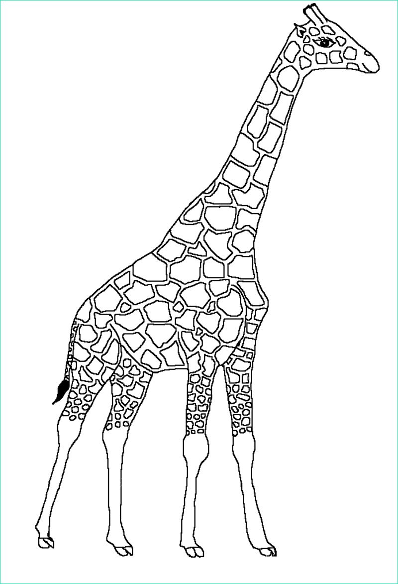 dessin de girafe 3