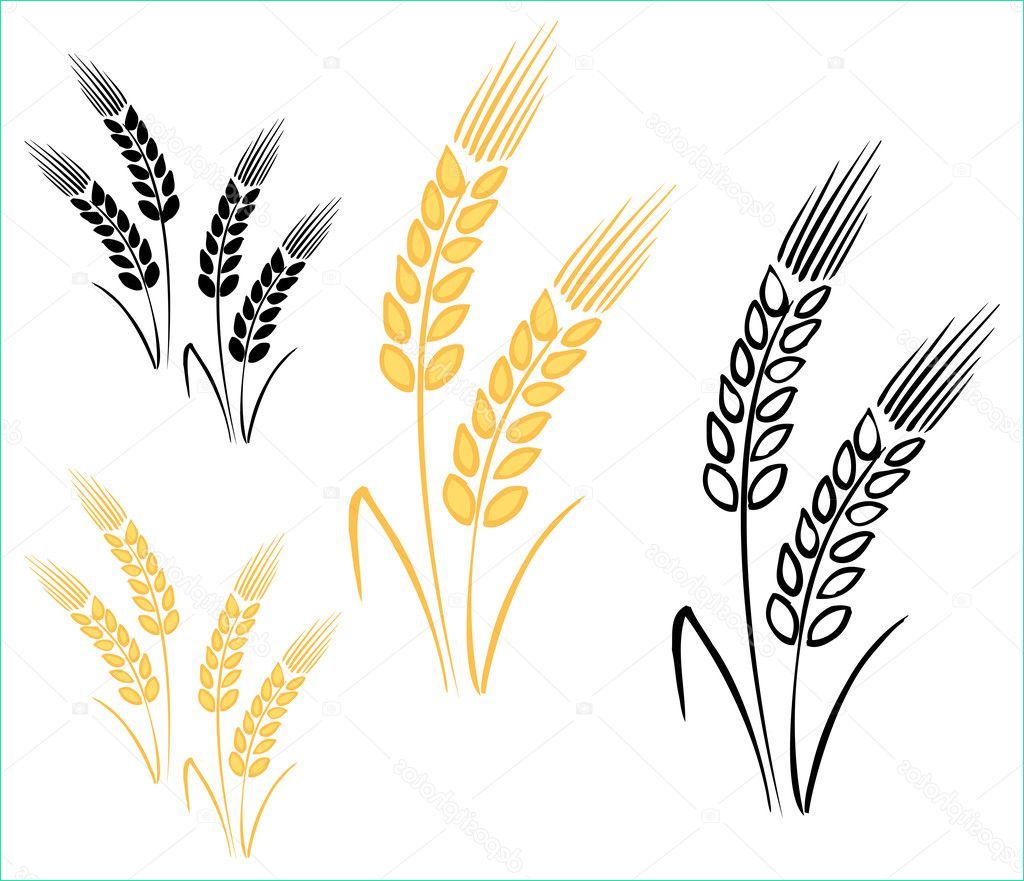 stock illustration wheat barley ears