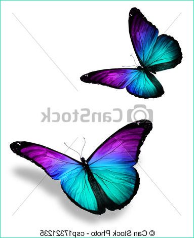 couleur papillons blanc deux